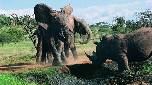 犀牛为什么打不过大象 为什么大象喜欢强奸犀牛？