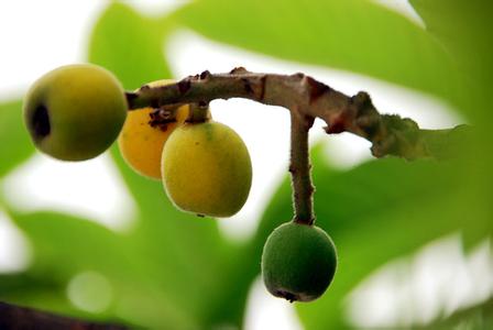 腊梅花的用途 腊梅果 腊梅果-植物特性，腊梅果-特色与用途