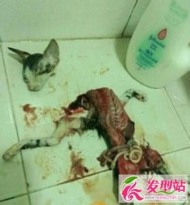 一个专门虐猫的贴吧 李萍萍虐猫事件