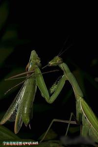 雌螳螂会吃掉孩子么 雌螳螂为何会吃掉交配中的雄螳螂？