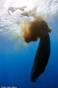 鲸鱼生下来 怎么呼吸 被鲸鱼吃了有机会活下来吗？
