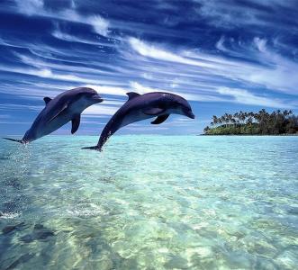 淡水海豚 海豚能在淡水中生活吗？