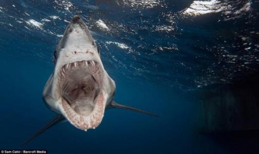 鲨鱼血盆大口 摄影师近距离拍鲨鱼血盆大口
