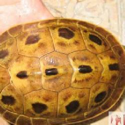 眼斑沼龟 眼斑沼龟-基本信息，眼斑沼龟-习性