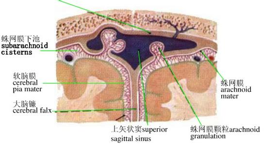蛛网膜 蛛网膜-简介，蛛网膜-位置