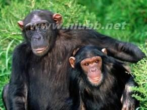 猩猩简介 猩猩 猩猩-基本资料，猩猩-简介