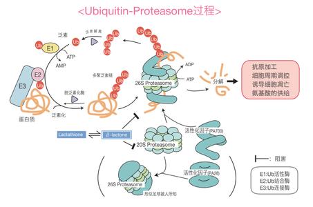 泛素蛋白酶体系统 泛素蛋白酶体途径