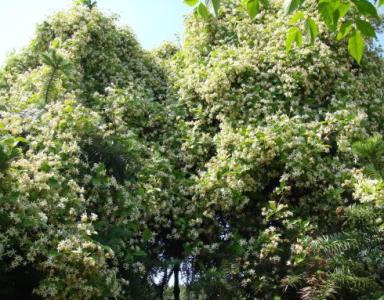 矢吹エリ平茉莉 朝吹茉莉