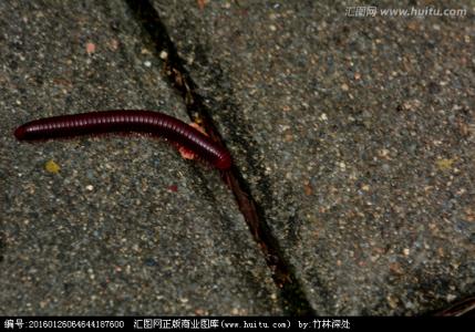 中南民族大学南湖虫子论坛 中南民族大学南湖虫子论坛-论坛介绍，