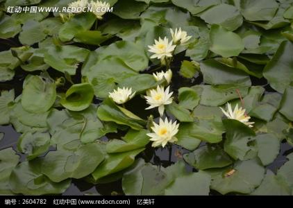 白莲 植物名  白莲 植物名 -形态特征，白莲 植物名 -基本信息