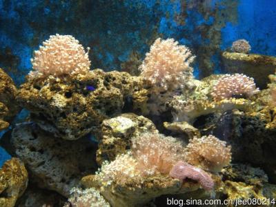 台风珊瑚 台风珊瑚-概况，台风珊瑚-影响