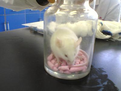 小鼠缺氧实验 《缺氧实验》