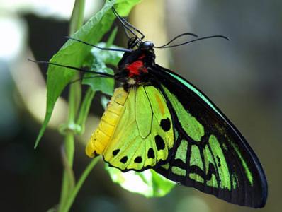 世界上最大的蝴蝶 大鸟翼蝶