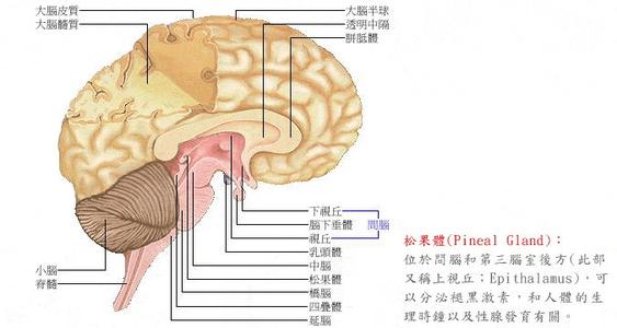 松果体脑瘤 松果体脑瘤-概述，松果体脑瘤-症状