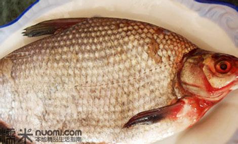 肥头鱼 肥头鱼-简介，肥头鱼-营养价值