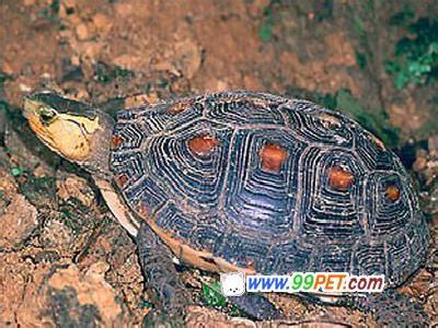 食蛇龟 食蛇龟 食蛇龟-，食蛇龟-特征