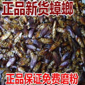 蟑螂的药用价值 蟑螂粉 蟑螂粉-基本资料，蟑螂粉-蟑螂的药用
