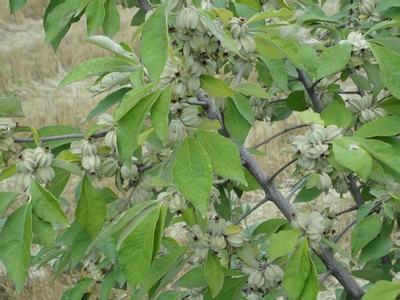 形态特征 翅果油树 翅果油树-形态特征，翅果油树-生长繁殖