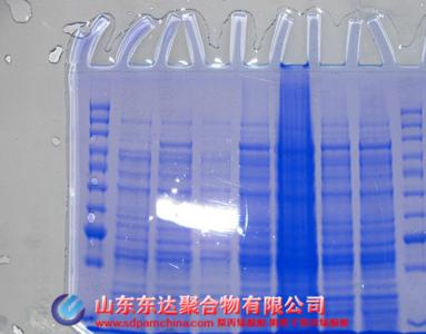 聚丙烯酰胺凝胶电泳 SDS聚丙烯酰胺凝胶电泳 SDS聚丙烯酰胺凝胶电泳-简介，SDS聚丙烯