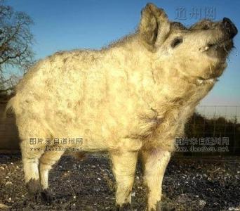绵羊猪 绵羊猪-简介，绵羊猪-历史