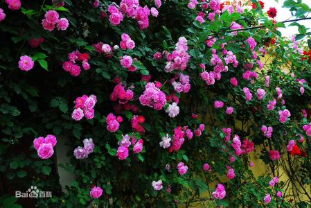 玫瑰 植物物种蔷薇属  玫瑰 植物物种蔷薇属 -传说，玫瑰 植物物