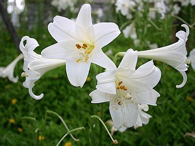 百合花语是什么 铁炮百合的花语是什么