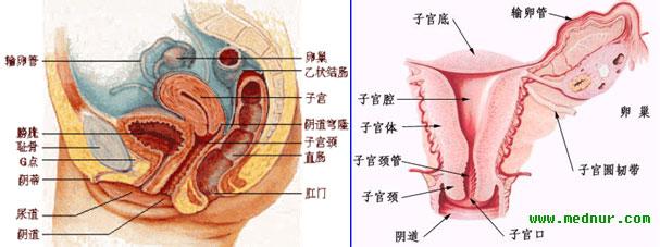 女性生殖生理 女性生殖生理-各阶段的生理特点，女性生殖生理-月