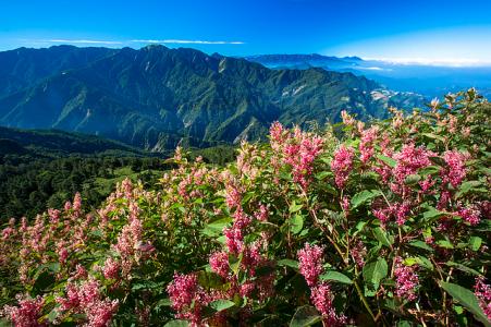 合欢山降下3月雪 上帝的花园 × 秋天合欢山的 虎杖花季