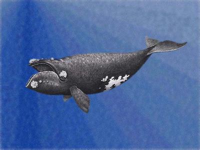 北太平洋露脊鲸 北太平洋露脊鲸-简介，北太平洋露脊鲸-特征