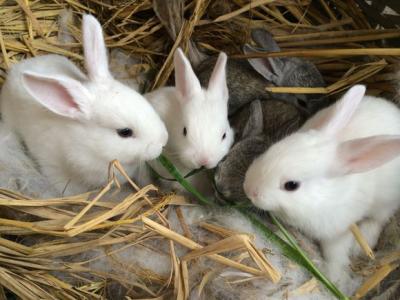 兔子养殖技术11视频 如何饲养小兔子