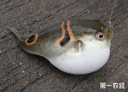 河豚鱼 河豚鱼-名称简介，河豚鱼-含有剧毒