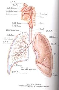 呼吸系统包括哪些器官 呼吸系统 呼吸系统-基本介绍，呼吸系统-功能器官