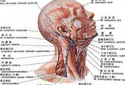 颈部淋巴结结核 颈部淋巴结结核-病因，颈部淋巴结结核-临床表现