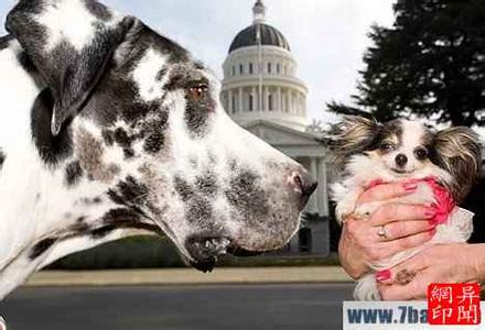 世界上最小的国家 世界最大的狗和世界上最小的狗
