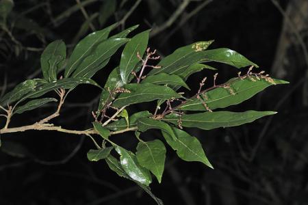 紫珠叶泡花树 紫珠叶泡花树-产地分布，紫珠叶泡花树-形态特征