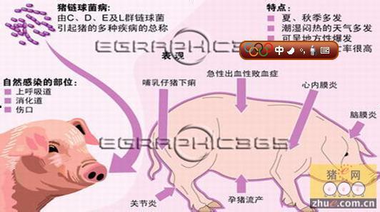 猪链球菌病 猪链球菌 猪链球菌-病原特征，猪链球菌-致病性
