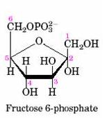 磷酸果糖激酶 1的底物 果糖-6-磷酸