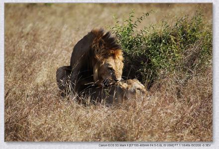 《非洲狮》 《非洲狮》-编辑推荐，《非洲狮》-内容简介