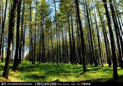 兴安落叶松林 兴安落叶松林-景点简介，兴安落叶松林-内部景观