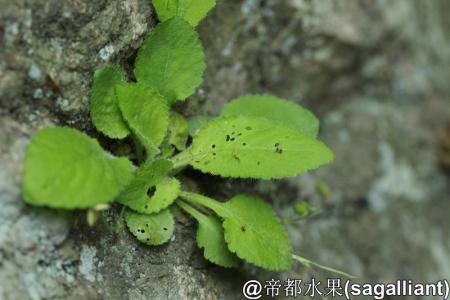 巴岩姜 蔓茎堇菜