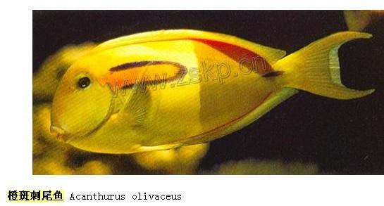 橙斑刺尾鱼 橙斑刺尾鱼-概述，橙斑刺尾鱼-形态特征