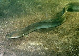 云纹鳗鲡 云纹鳗鲡-形态特征，云纹鳗鲡-生长环境