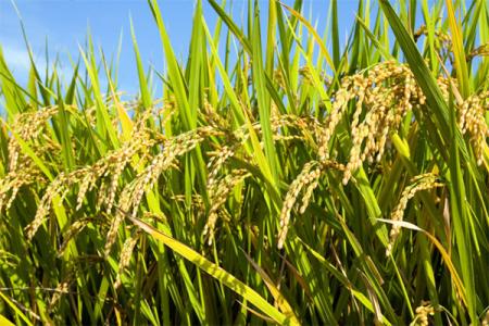 转基因水稻 转基因水稻-研究进展，转基因水稻-优势特点