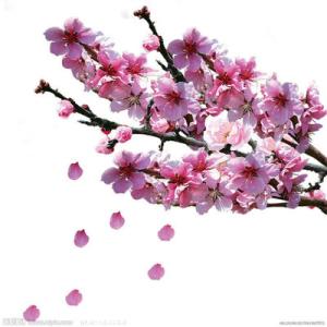 形容樱花盛开的句子 形容樱花盛开的优美句子