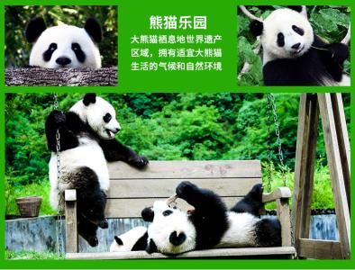 劲乐团 熊猫团 熊猫团-熊猫团，熊猫团-乐团故事