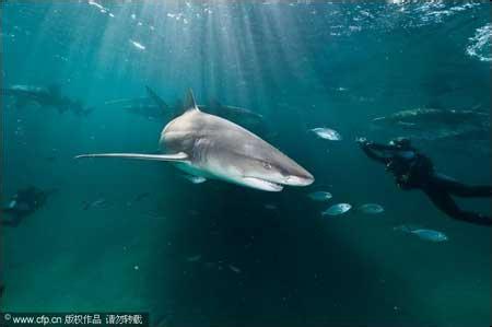 短吻柠檬鲨 短吻柠檬鲨-物种简介，短吻柠檬鲨-生活习性