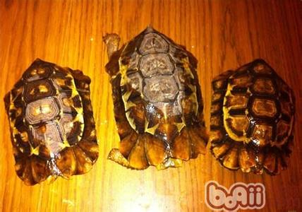 陆龟 陆龟-简介，陆龟-形态