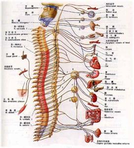 脊髓休克 脊髓休克 脊髓休克-基本意思，脊髓休克-相关条目