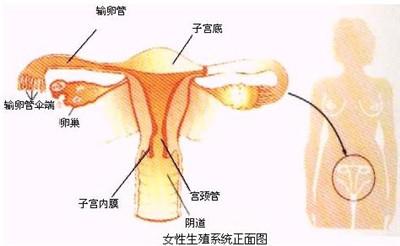 子宫输卵管不通 子宫输卵管不通-子宫输卵管不通的三种情况，子宫