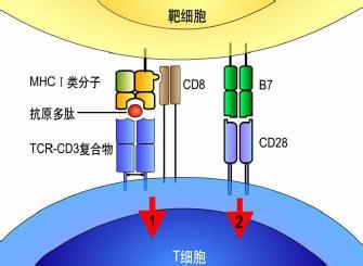CD4细胞 CD4细胞-主要特点，CD4细胞-实验